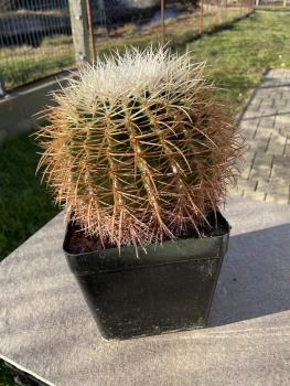 Echinocactus grusonii weiss